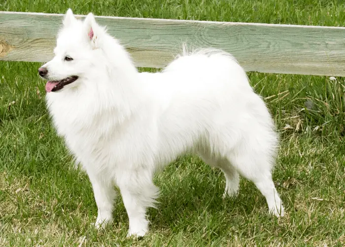 american eskimo dog standing on the lawn near the fence