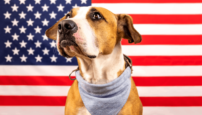 american pit bull terrier with gray scarf photographed against an american flag