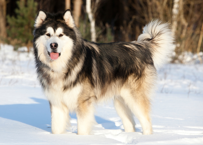 an Alaskan Malamute in the snow during winter time