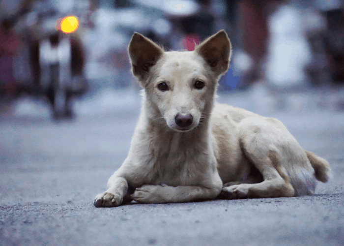 an aspin dog lying on the road