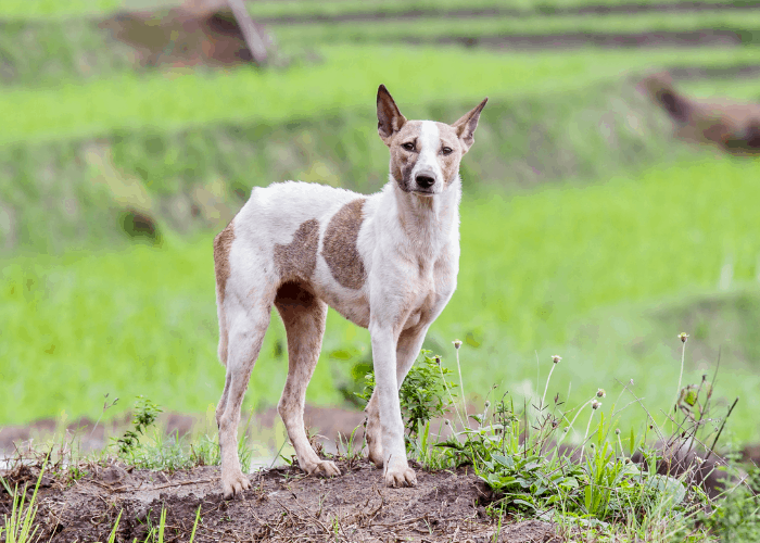 an askal or aspin dog standing on rice terraces