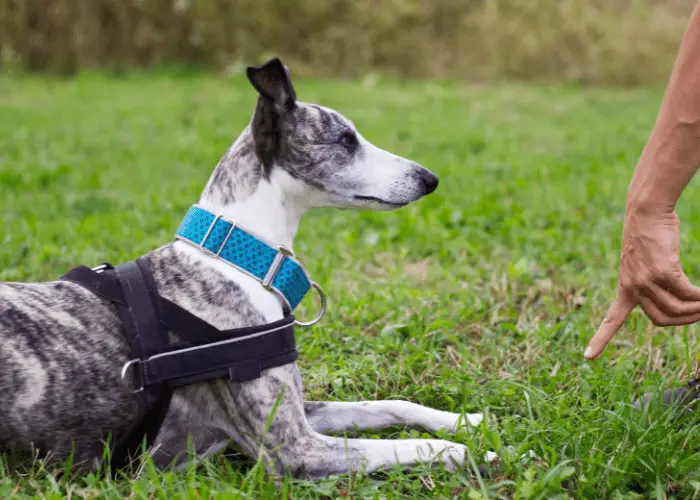 an owner giving a command to a greyhound dog