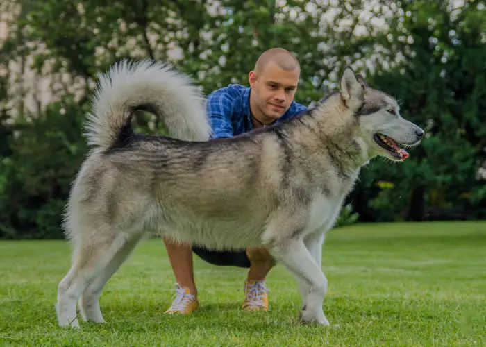 an owner training his alaskan malamute 