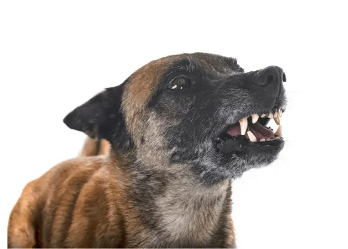 angry belgian malinois