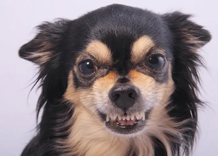 angry chihuahua