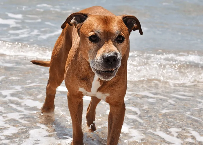 angry pit bull terrier on the beach