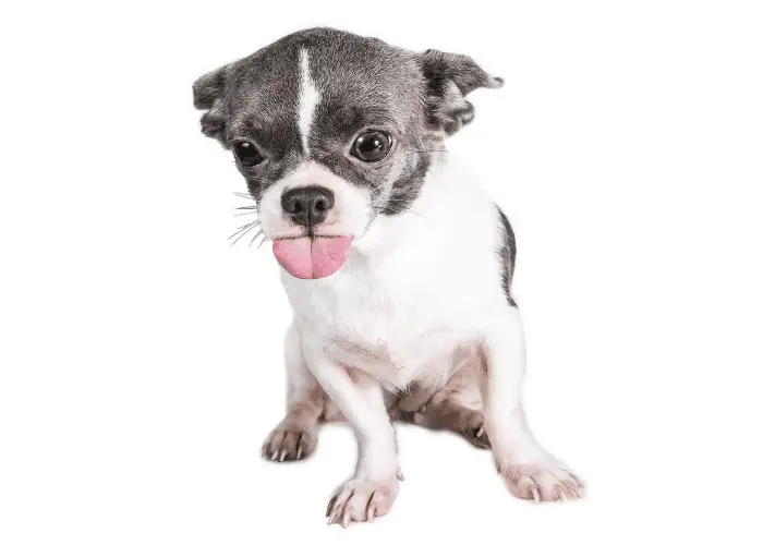 anxious chihuahua with tongue sticking out