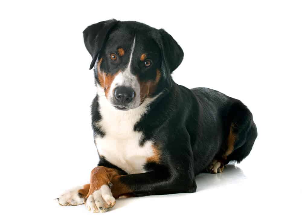 appenzeller sennenhund on white background