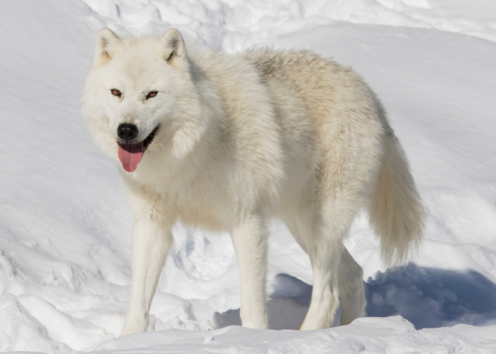 arctic wolf in the snow