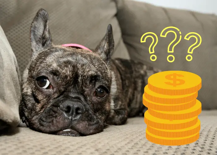 are brindle french bulldog more expensive