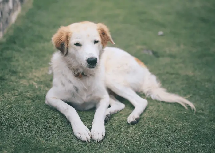 askal or aspin dog lying on the grass