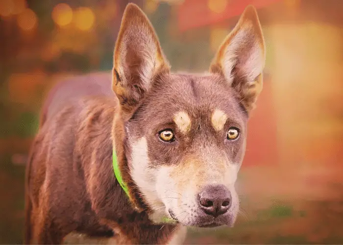 australian kelpie close up photo