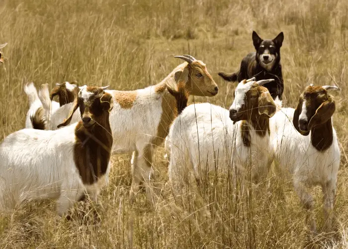 australian kelpie herding goats in a farm