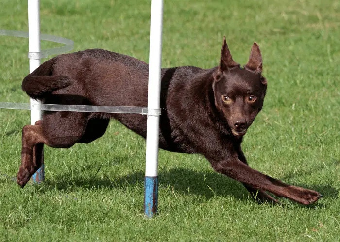 australian kelpie in agility training