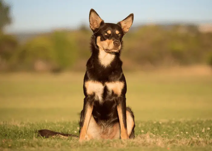 australian kelpie in the farm