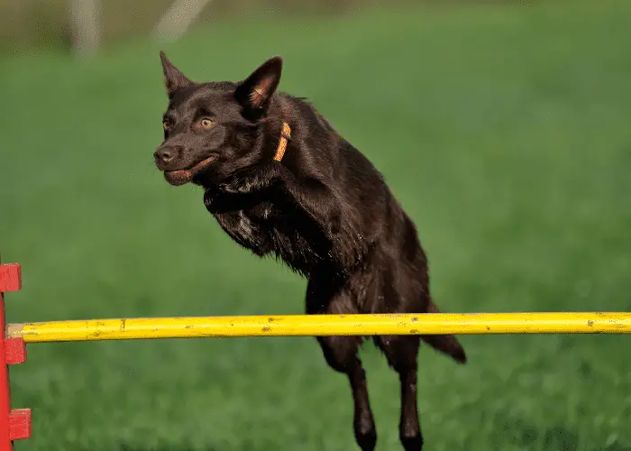 australian kelpie jumping during agility training