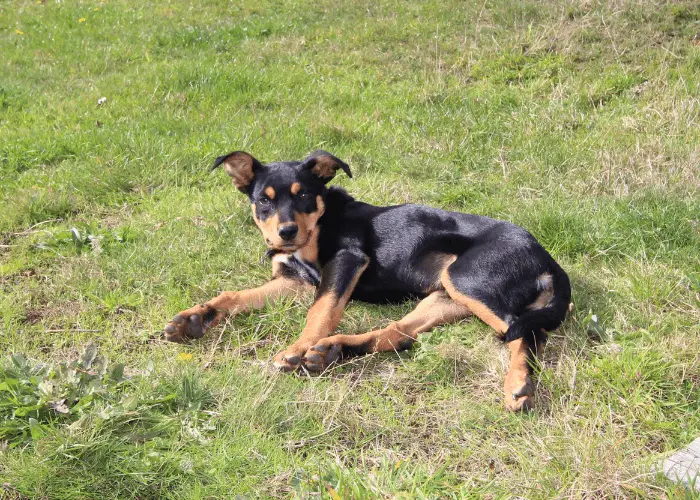 australian kelpie lying on a farm ground