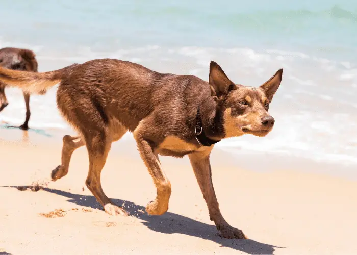 australian kelpie on the beach