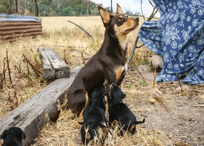 australian kelpie with 2 puppies in a farm