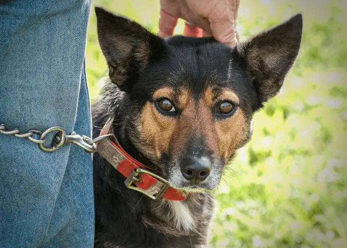 australian kelpie with owner in a farm