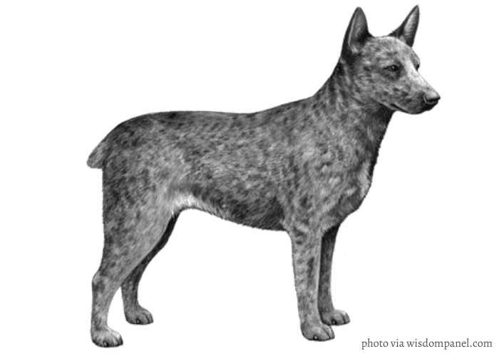 australian stumpy tail cattle dog standing in front of white background