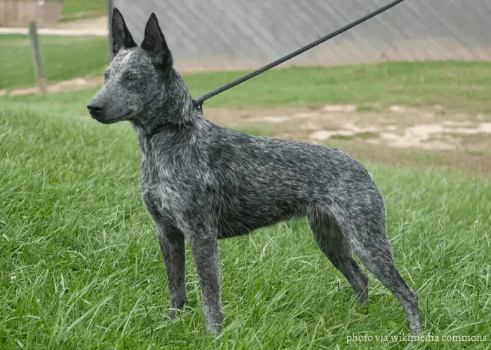australian stumpy tail cattle dog on leash standing in the lawn