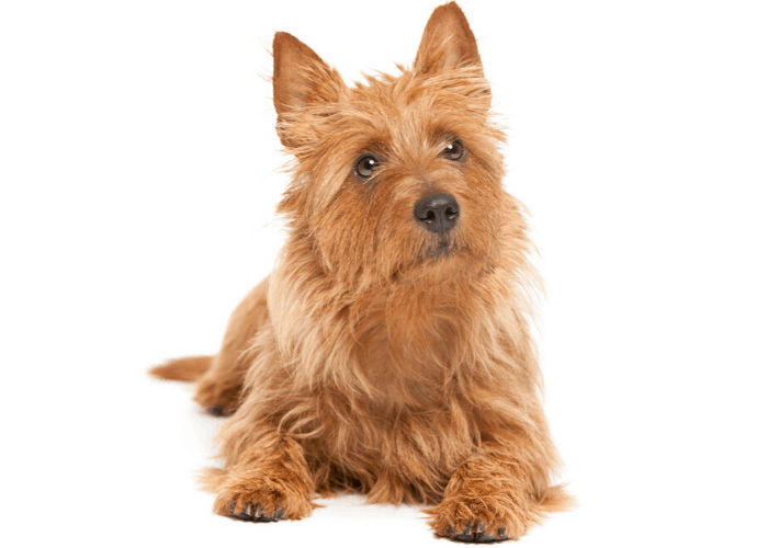 australian terrier photographed in front of white background