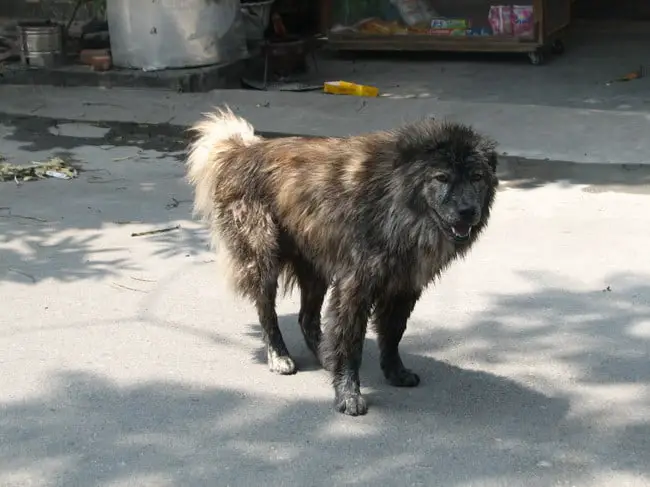 Bac Ha Dog