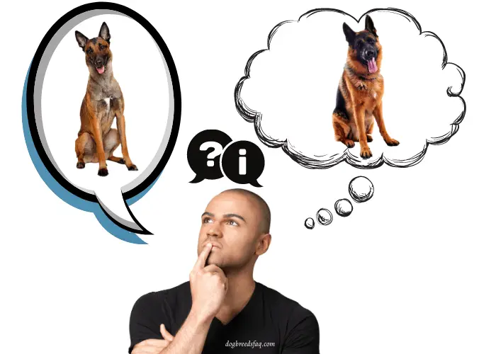 bald man thinking between Belgian Malinois vs. German Shepherd for his Family