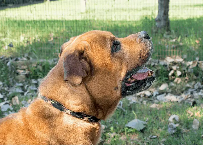 barking pit bull in the garden