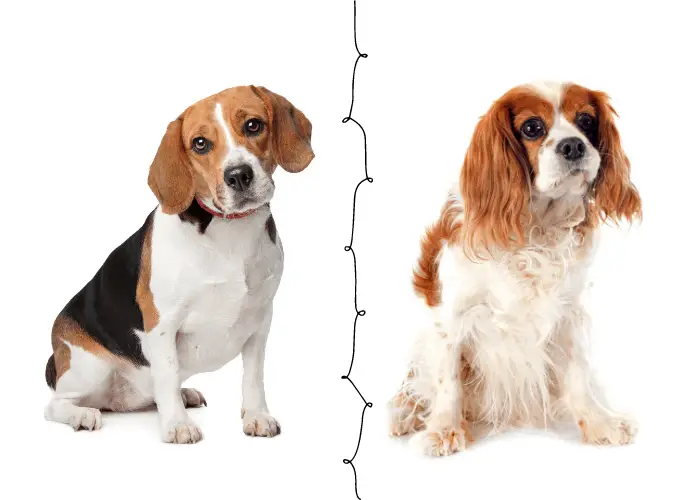 beagle and cavalier king charles spaniel on white background