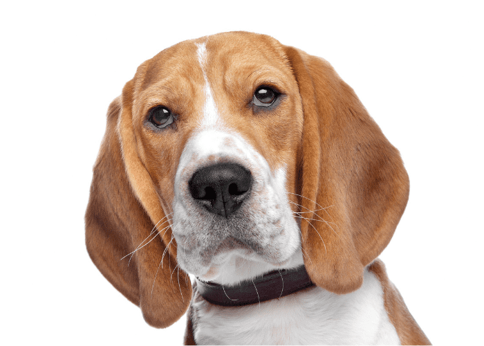 beagle dog close up photo