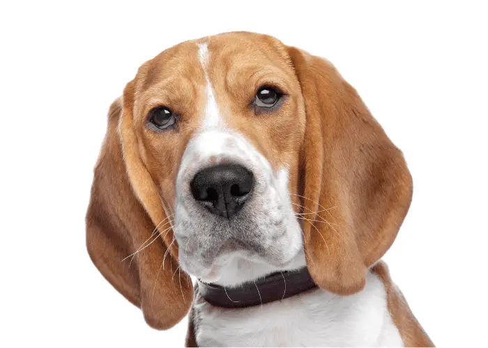 beagle dog close up photo