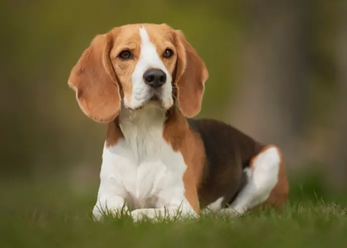 beagle resting on the lawn