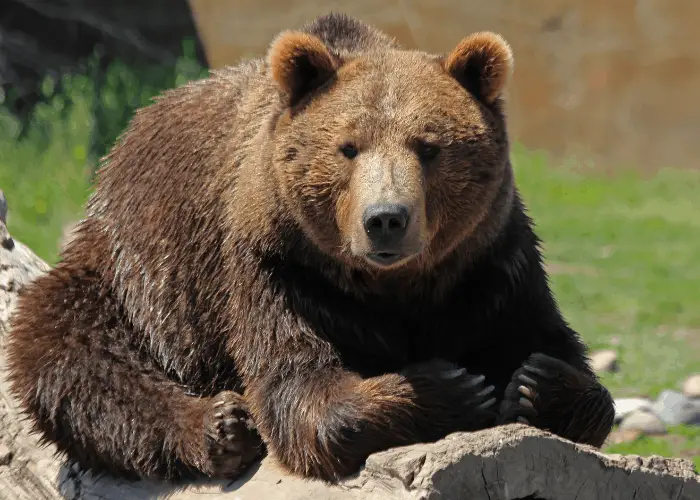 bear sitting on a rock