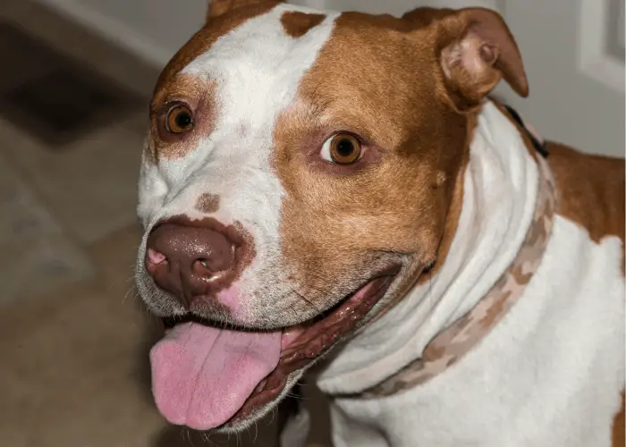 beautiful pit bull terrier looking at the camera