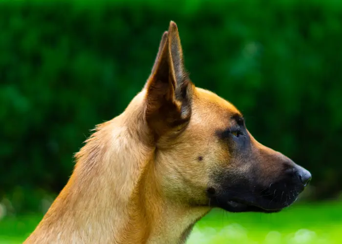 belgian malinois close up side view photo