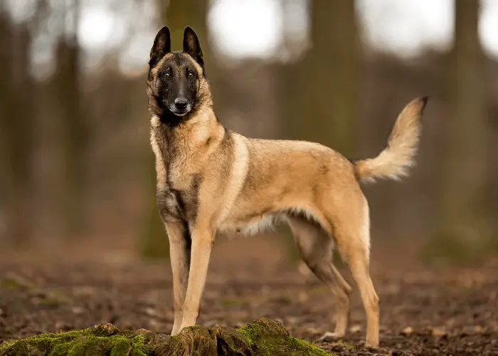  belgian malinois in the forest