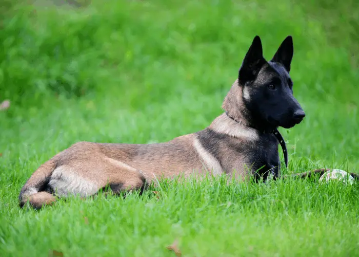 belgian malinois lying in the green grass