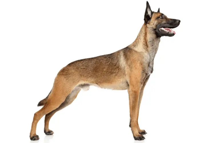 belgian malinois on white background