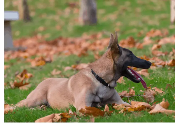 belgian malinois out during autumn