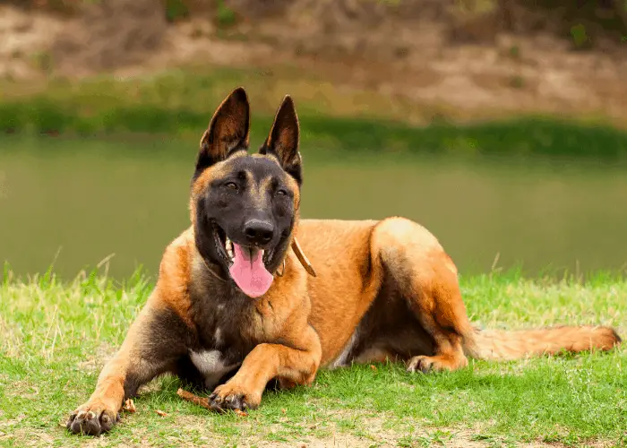 belgian malinois puppy near the lake