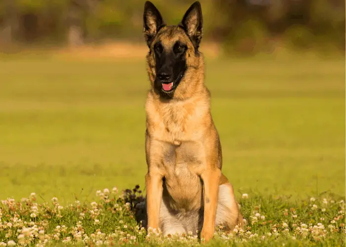 belgian malinois sitting at the park