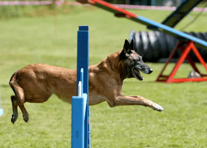 belgian malinois training