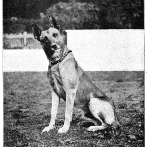 belgian malinois vintage photo