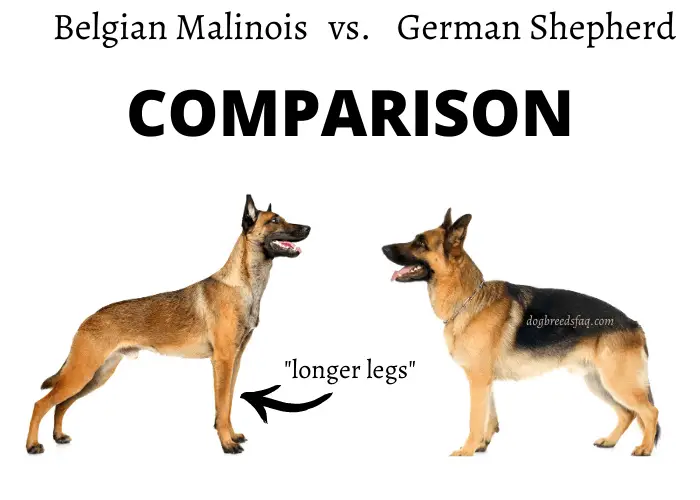  belgian malinois vs. german shepherd physical comparison image