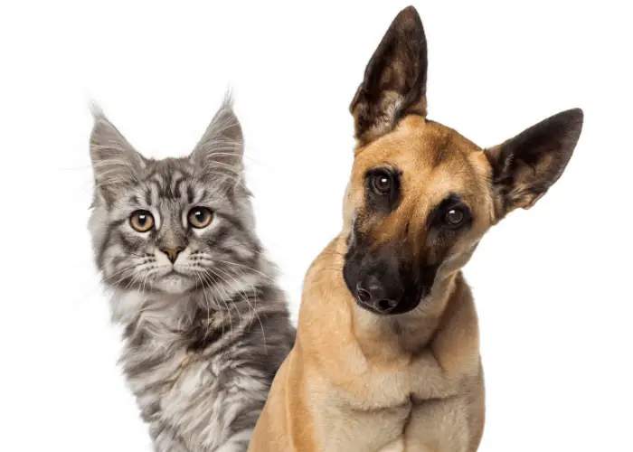 belgian malinois with a cat