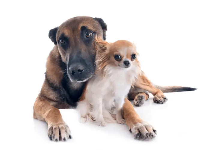 belgian malinois with a chihuahua