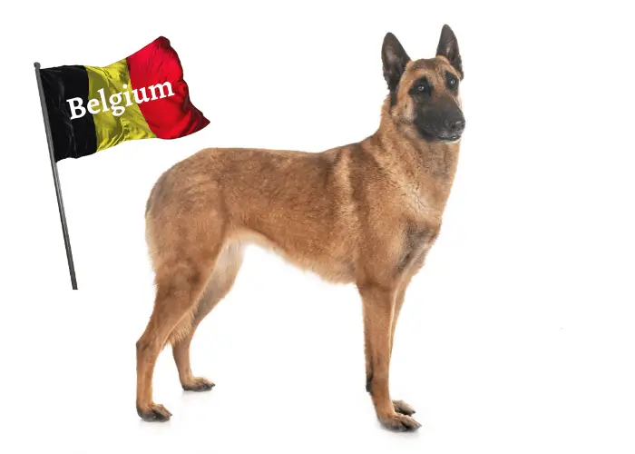 belgian malinois with belgian flag