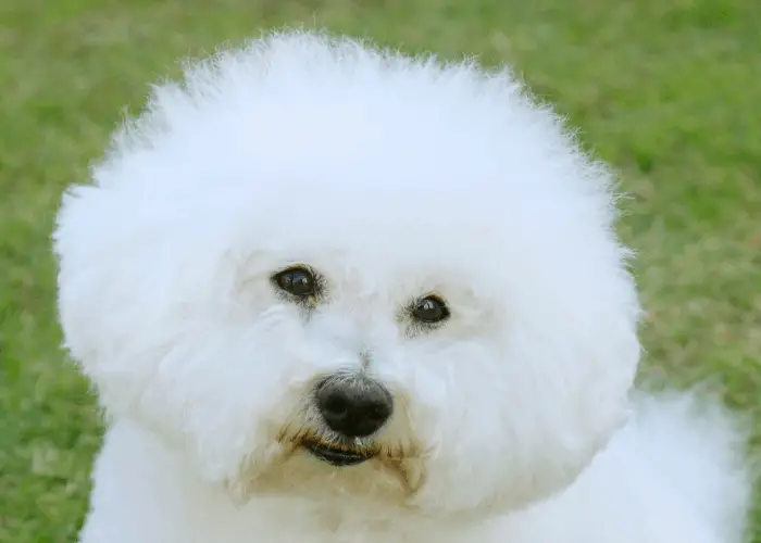 bichon frise close up